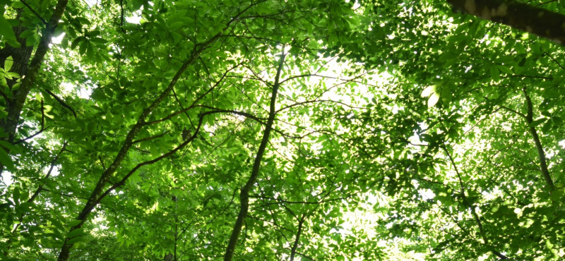 sous-bois